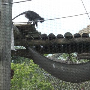 5/22/2011 Silvered Langur