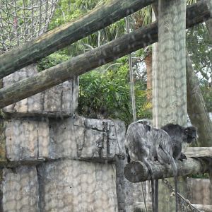 5/22/2011 trio of Silvered Langur