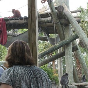 5/22/2011 Orangatang and Silvered Langur from viewing area