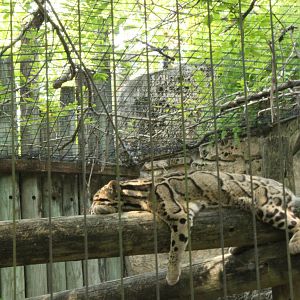 5/22/2011 Clouded Leopard