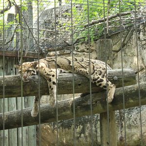 5/22/2011 Clouded Leopard
