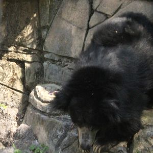 Sloth bear