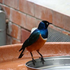 Lamprotornis superbus