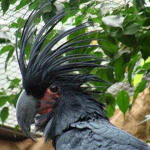 Probosciger aterrimus