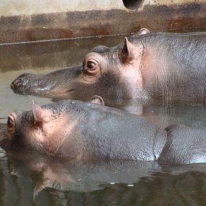 Hippopotamus amphibius