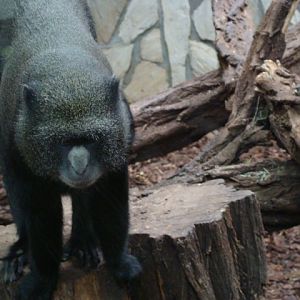 Cercopithecus n.nictitans