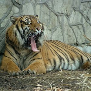 Panthera tigris sumatrae