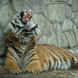 Panthera tigris sumatrae