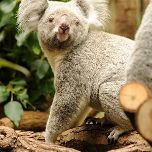 Queensland koala