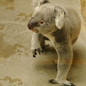 Queensland koala