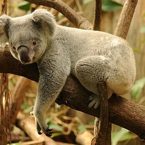 Queensland koala