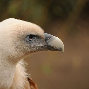 Western eurasian griffon vulture
