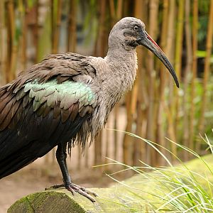 Hadada ibis