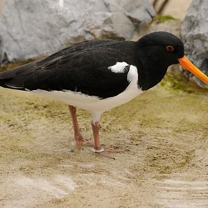 Eurasian Oystercatcher