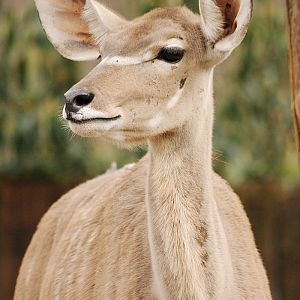 Greater Kudu