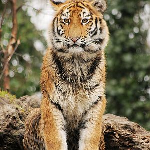 Amur tiger