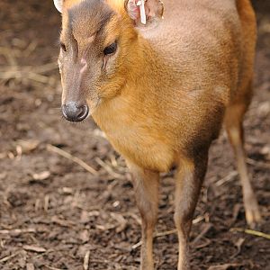 Reeve's muntjac