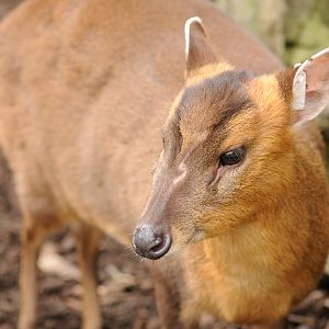 Reeve's muntjac
