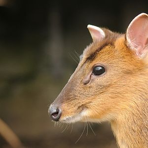Reeve's muntjac