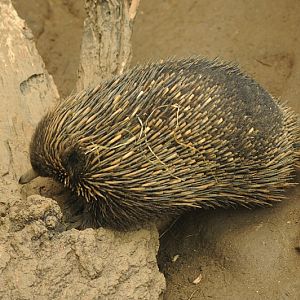 Short-beaked Echidna