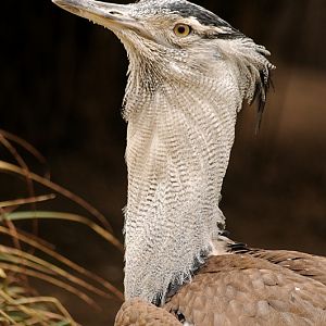 Kori bustard