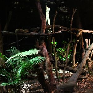 Leopard Trail - Civet exhibit