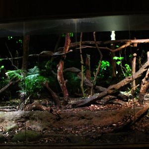 Leopard Trail - Civet exhibit