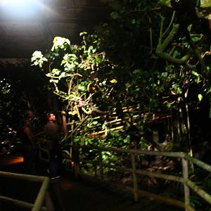 Leopard Trail - Mangrove Walk (Bat walk-thru)