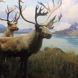 American Museum of Natural History