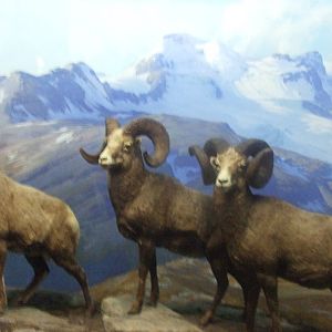 American Museum of Natural History