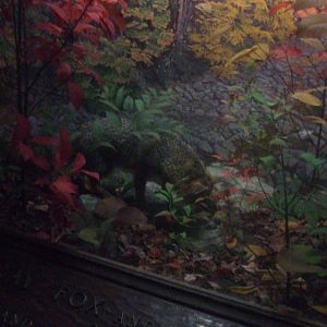 American Museum of Natural History