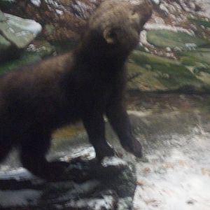 American Museum of Natural History