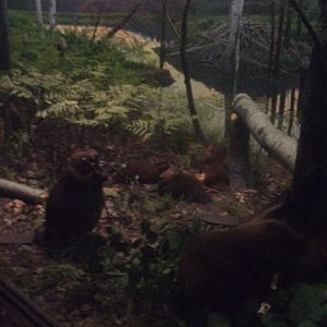 American Museum of Natural History