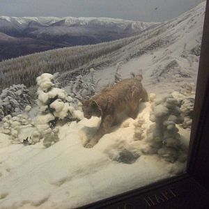 American Museum of Natural History