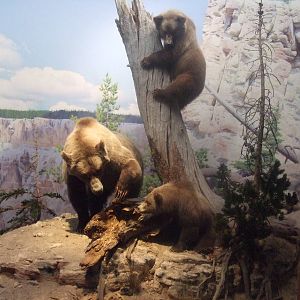 American Museum of Natural History