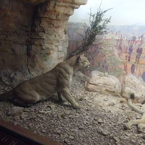 American Museum of Natural History