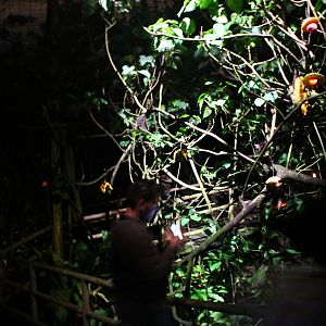 Leopard Trail - Mangrove Walk (Bat walk-thru)