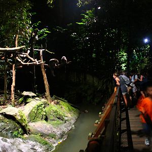Leopard Trail - Binturong and Otter exhibit