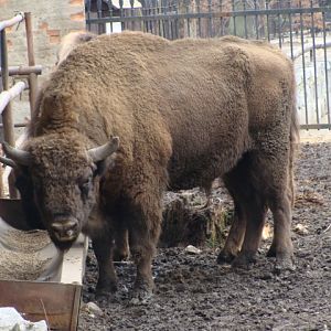 Bison bonasus bonasus