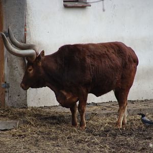 Bos taurus taurus