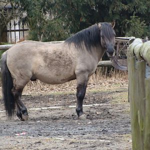 Equus caballus