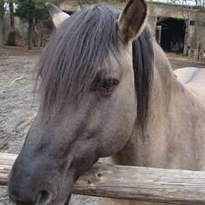 Equus caballus