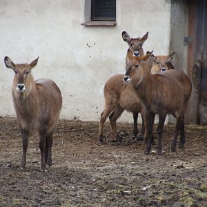 Kobus elipsiprymus defassa