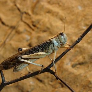 Schistocerca gregaria