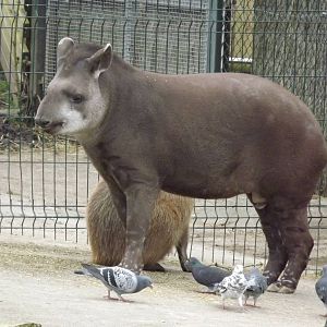 Brazilian Tapir at Blackpool Zoo 11/03/12