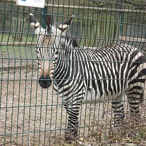 Hartmann's Mountain Zebra at Blackpool Zoo 11/03/12