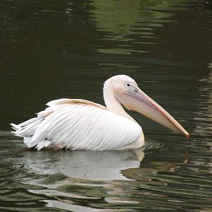 Eastern White Pelican at Blackpool Zoo 11/03/12