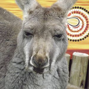 Red Kangaroo at Blackpool Zoo 11/03/12