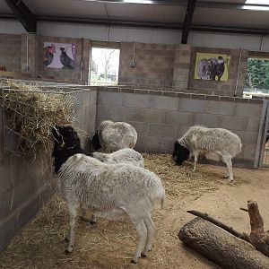 Children's Farm interior at Blackpool Zoo 11/03/12
