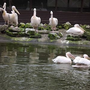 Eastern White Pelicans at Blackpool Zoo 11/03/12